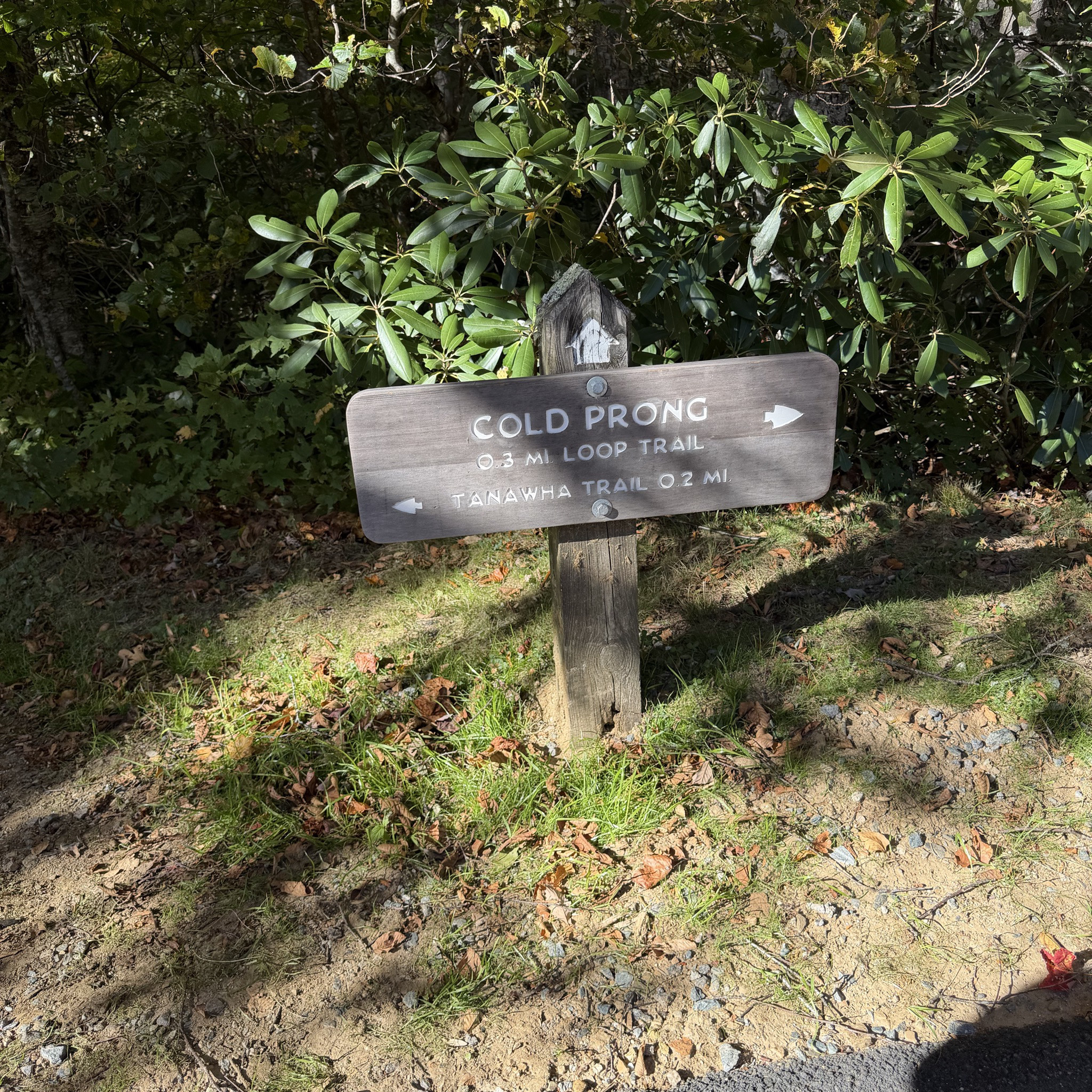 Cold Prong Overlook