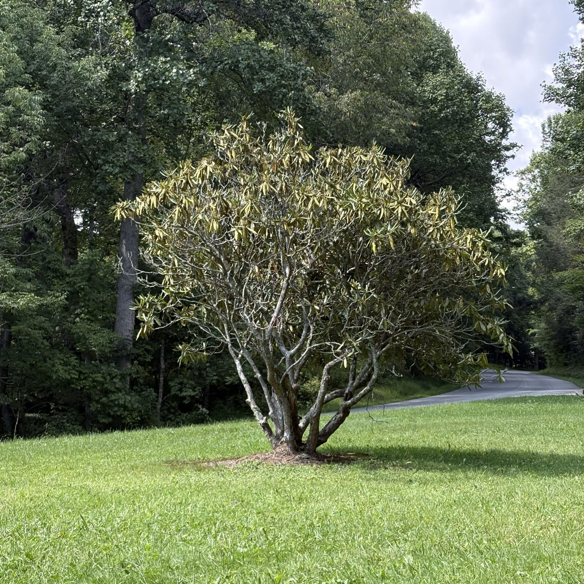 Rhododendron