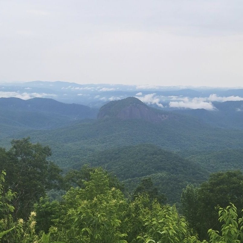Photo of log-hollow