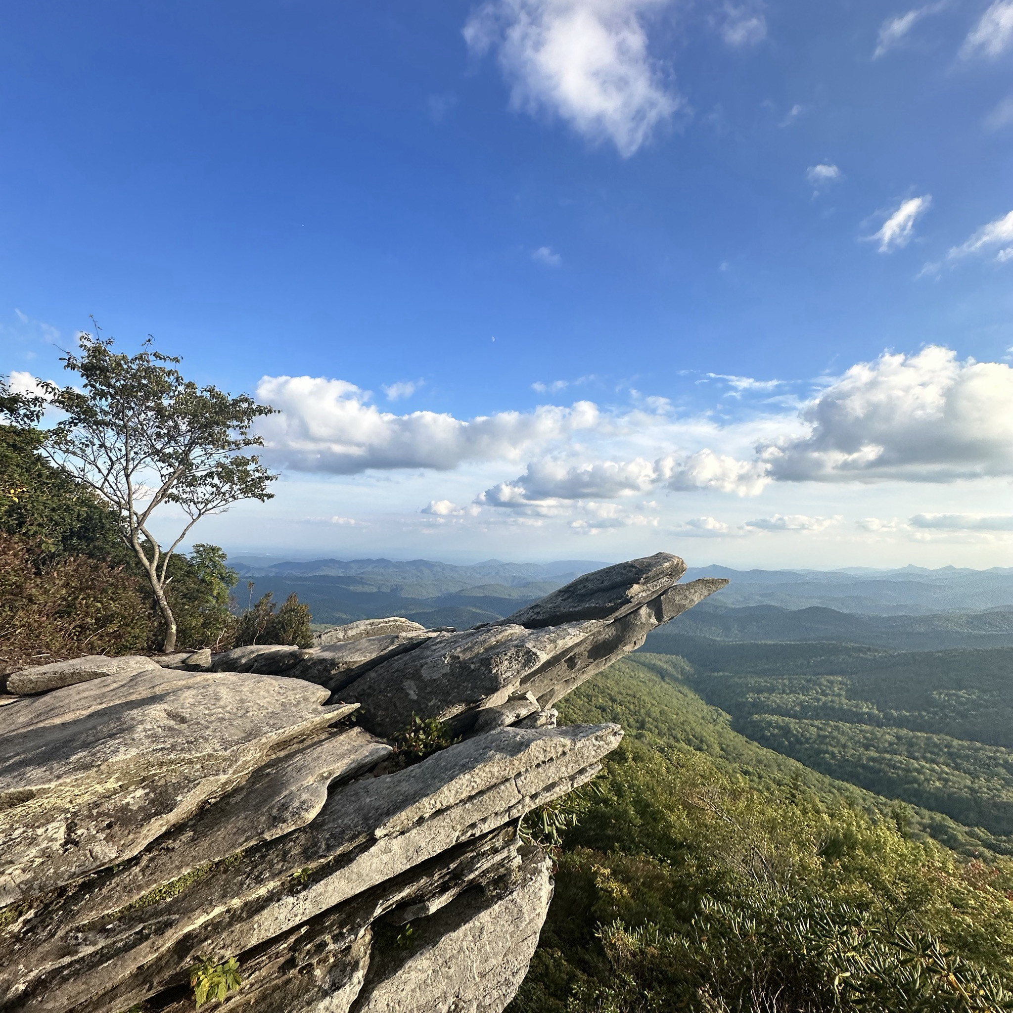 Photo of rough-ridge