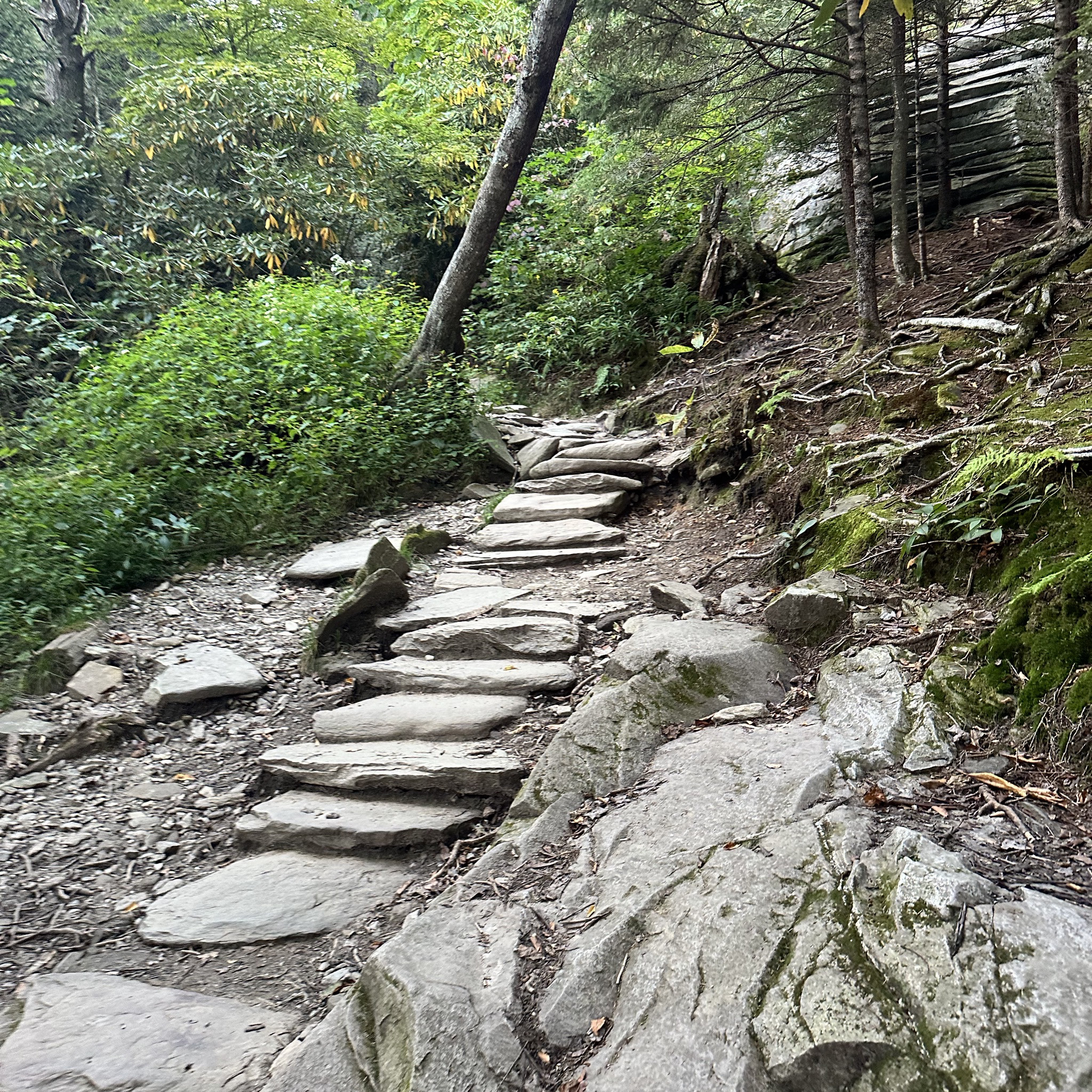 Photo of rough-ridge