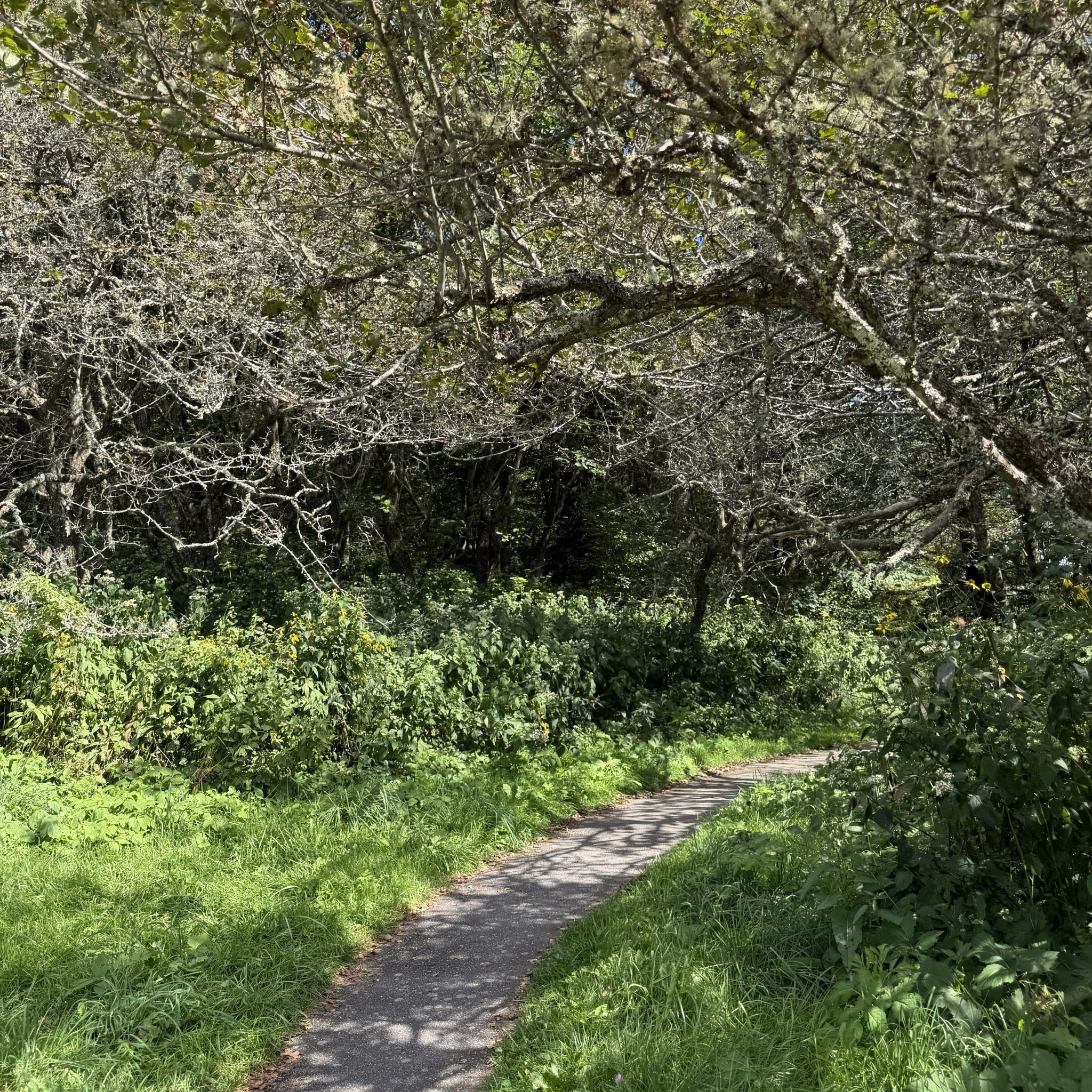 Trail to deck.
